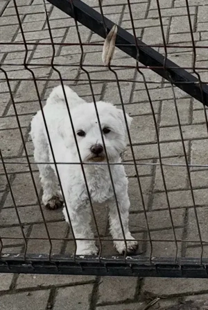 Bichon Maltez, 1 an - imagine 5