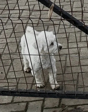 Bichon Maltez, 1 an - imagine 4