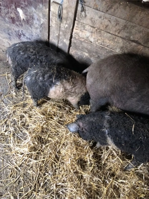 Vând purcei  - imagine 5