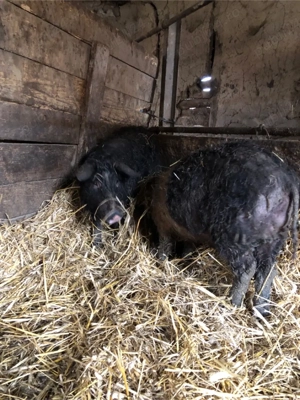 Vând purcei  - imagine 2