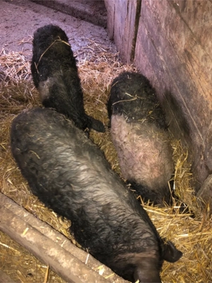 Vând purcei  - imagine 4