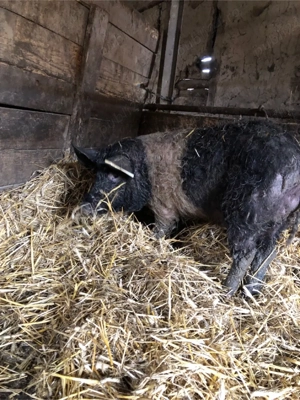 Vând purcei  - imagine 3