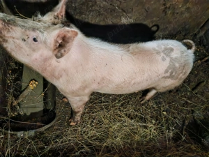 Vând un mascur,50kg - imagine 2