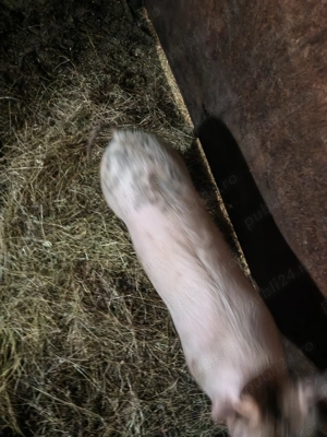 Vând un mascur,50kg