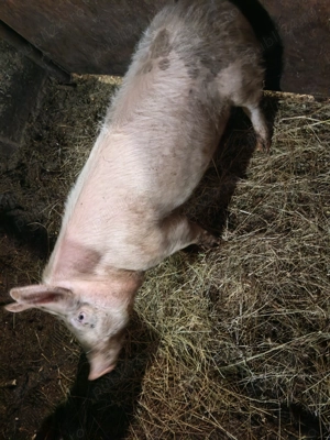 Vând un mascur,50kg - imagine 3