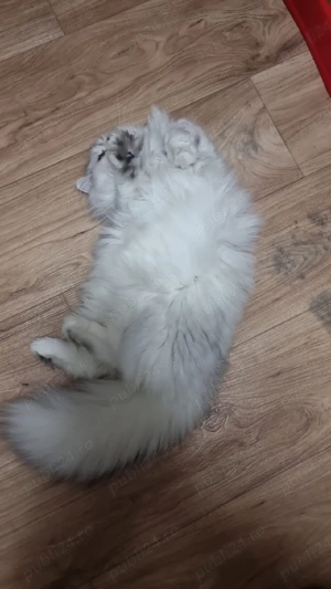 motănel persan  - imagine 2