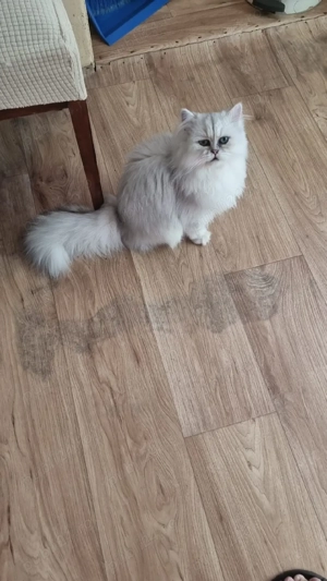 motănel persan  - imagine 3