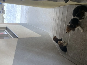 Beagle original 2 femele 1 mascul  - imagine 5