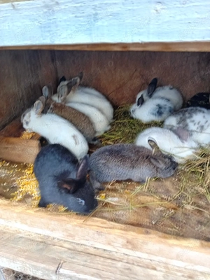 vand iepurasi 11 bucati la 200 de lei - imagine 2