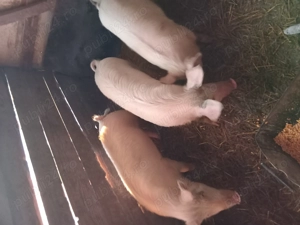 porci de vânzare - imagine 4