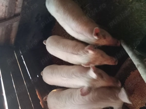 porci de vânzare - imagine 3