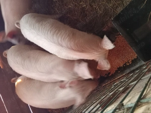 porci de vânzare - imagine 2