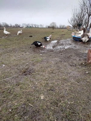 Rate și rățoi mute  - imagine 4