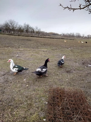 Rate și rățoi mute  - imagine 5