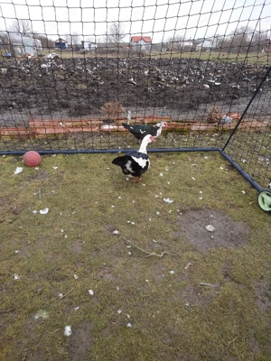 Rate și rățoi mute  - imagine 3