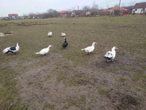 Rate și rățoi mute  - imagine 2