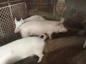 vând soldani  - imagine 2