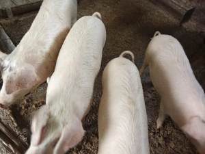 vând soldani  - imagine 3