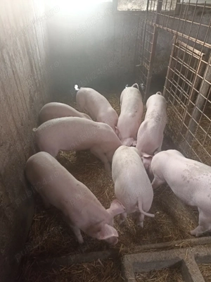 Vând Purcei de rasă  - imagine 4