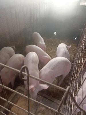 Vând Purcei de rasă  - imagine 3