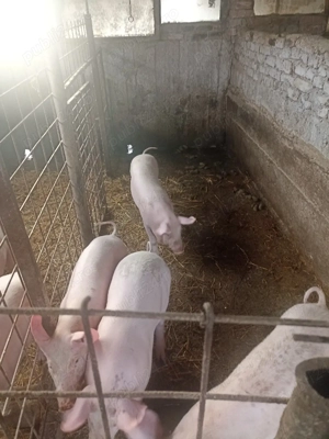 Vând Purcei de rasă  - imagine 5