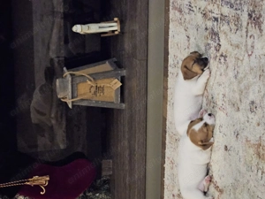 Fetite Jack Russell 6 saptamani - imagine 2