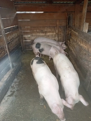 purcei de vânzare  - imagine 3