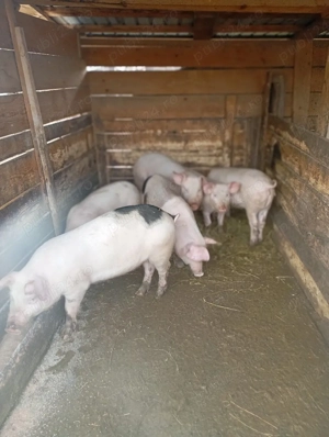 purcei de vânzare  - imagine 2