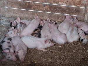 vând 16 purcei de 9 săptămâni 