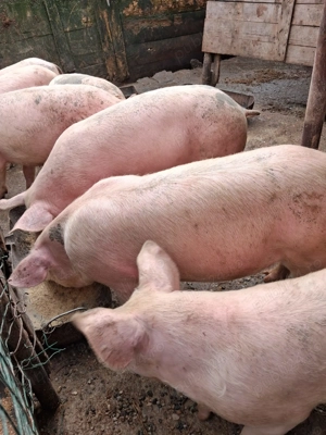 Vand porci Pitesti