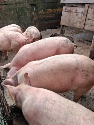 Vand porci Pitesti - imagine 2
