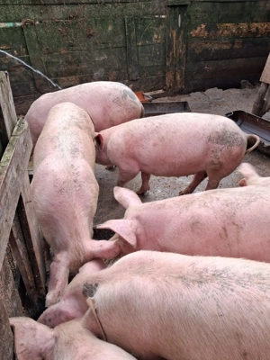 Vand porci Pitesti - imagine 4