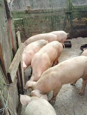 Vand porci Pitesti - imagine 5