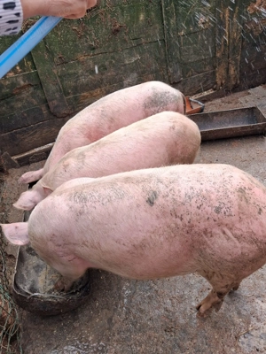 Vand porci Pitesti - imagine 3