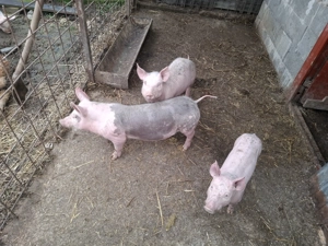 Vand 3 purcelusi !!! - imagine 2