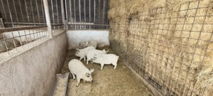 Vind purcei mangalita si porci mistreti