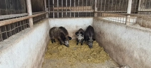 Vind purcei mangalita si porci mistreti - imagine 3