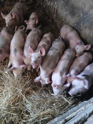 Purcei de vanzare - imagine 3