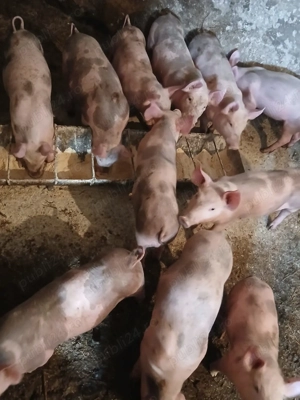 Purcei de vanzare - imagine 2