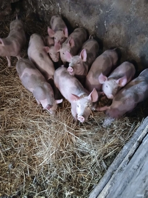 Purcei de vanzare - imagine 5