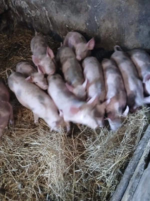 Purcei de vanzare - imagine 4