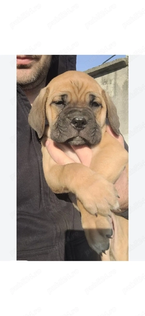 Puiuti Cane Corso - imagine 3