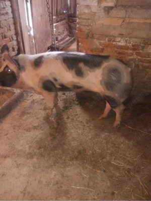 Vand porci - imagine 3