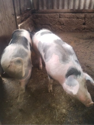 Vand porci - imagine 2