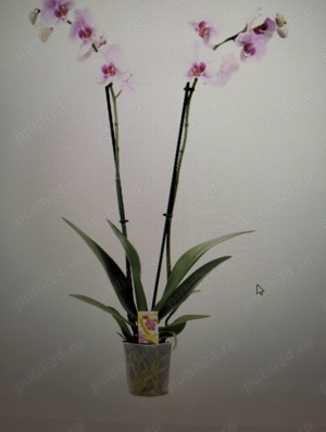 Orhidee 1,2 fire