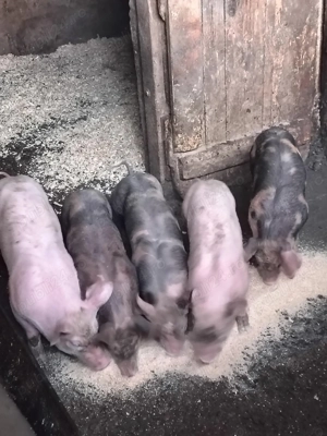 vand purcei - imagine 2