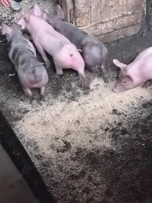 vand purcei - imagine 5