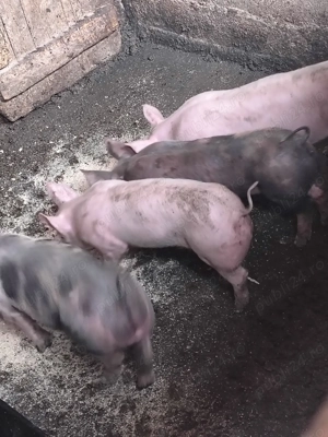 vand purcei - imagine 3