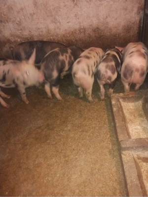 Vând purcei  - imagine 2