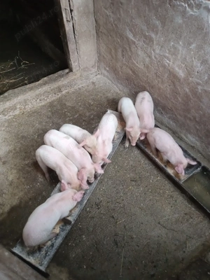Purceii sunt antarcati sunt doar 8 buc mănâncă singuri faina uscată scroafa,este la a 3 fatare - imagine 2